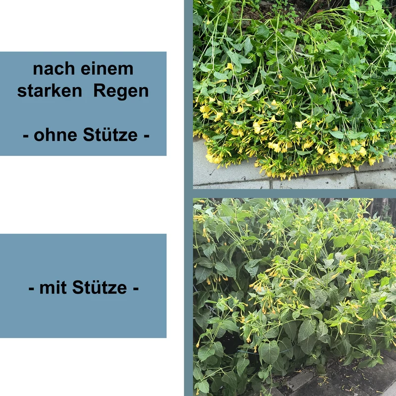 Pflanzenstütze halbrund - Ø 38 cm - 60 cm hoch - aus 4mm kunststoffummantelten Draht - Für den Garten - Metal - Buschstütze - Staudenstütze - Pflanzbogen Staudenhalter Rankhilfe Pflanzenring