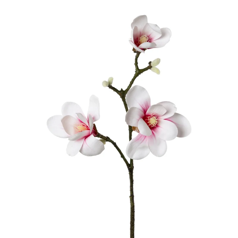 Magnolie