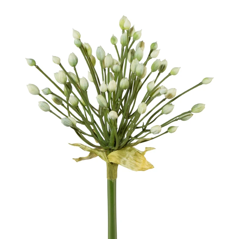 Allium