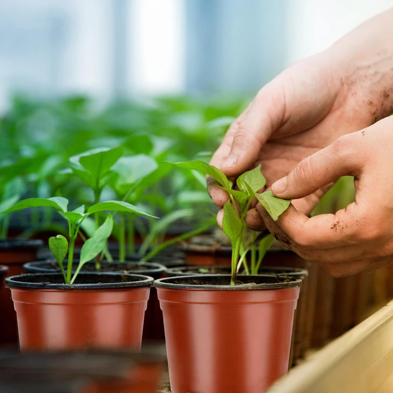 PEYOU Anzuchttöpfe,[100 Stück,10cm] Umweltfreundliche Pflanztöpfe, Wiederverwendbar, Plastik Blumentopf für Garten und Pflanzenanzucht, Ideal für Setzlinge und Sämlinge