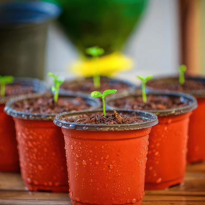 PEYOU Anzuchttöpfe,[100 Stück,10cm] Umweltfreundliche Pflanztöpfe, Wiederverwendbar, Plastik Blumentopf für Garten und Pflanzenanzucht, Ideal für Setzlinge und Sämlinge