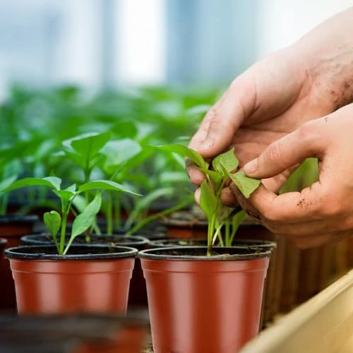 PEYOU Anzuchttöpfe,[100 Stück,10cm] Umweltfreundliche Pflanztöpfe, Wiederverwendbar, Plastik Blumentopf für Garten und Pflanzenanzucht, Ideal für Setzlinge und Sämlinge
