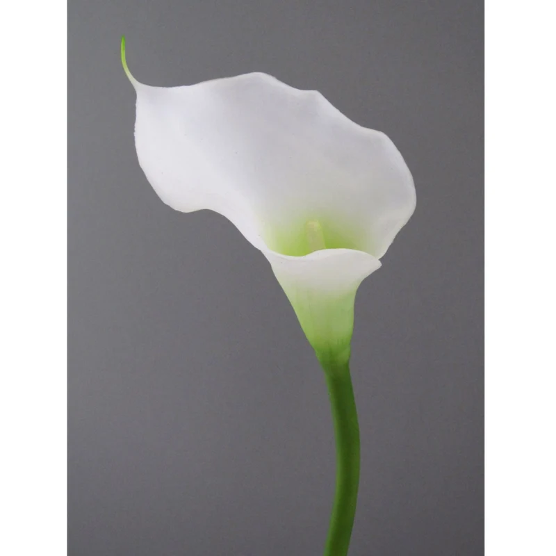 Calla