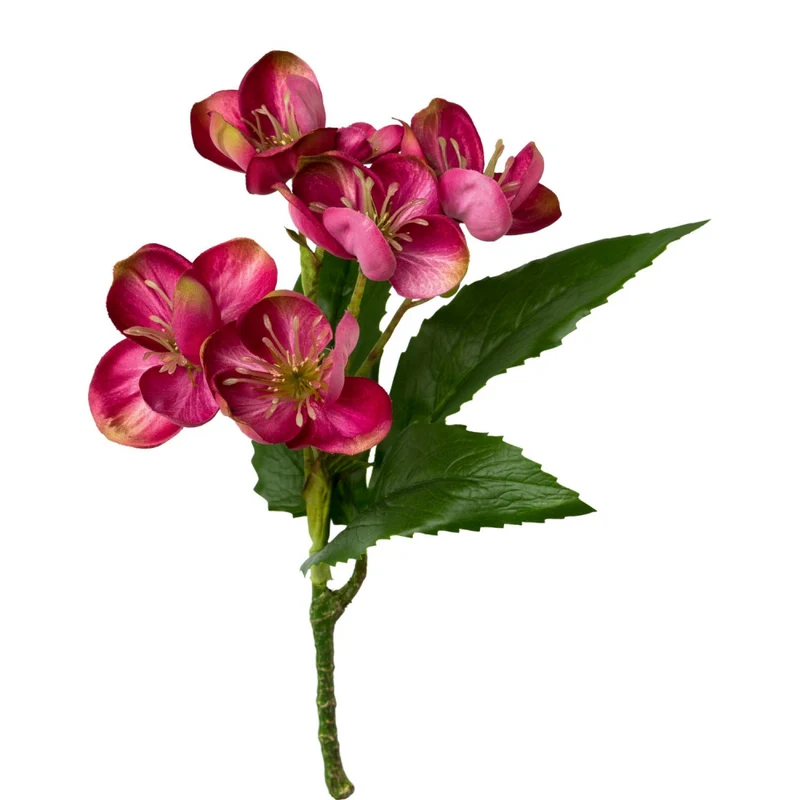 Christrose