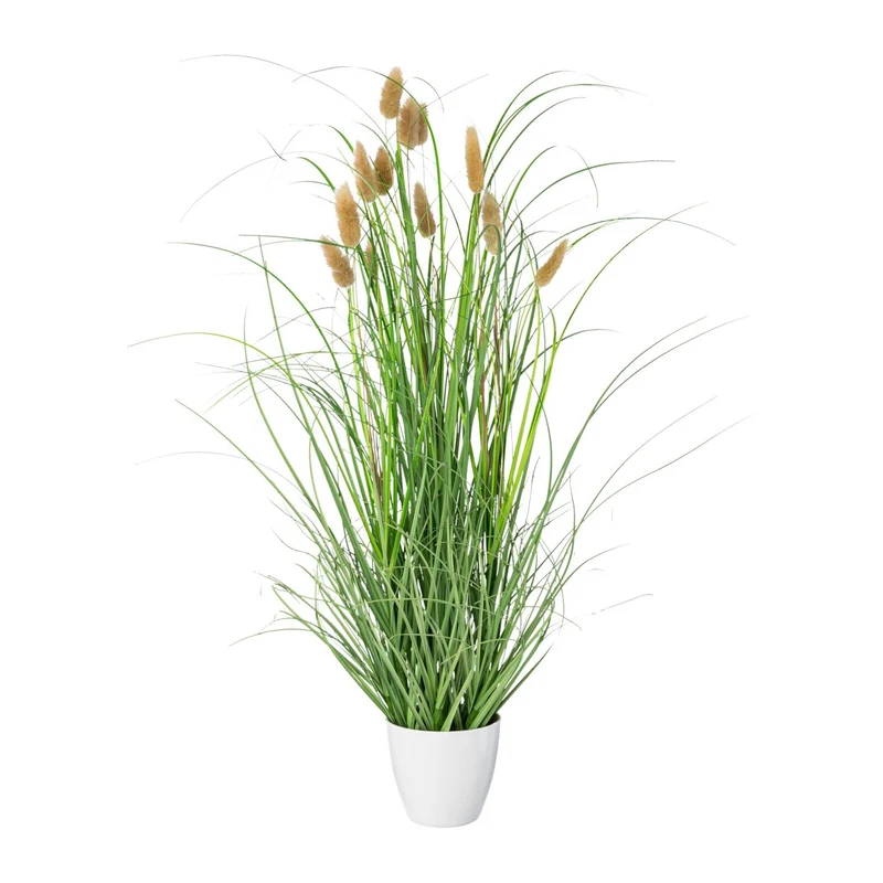 Lagurus im Topf 60cm