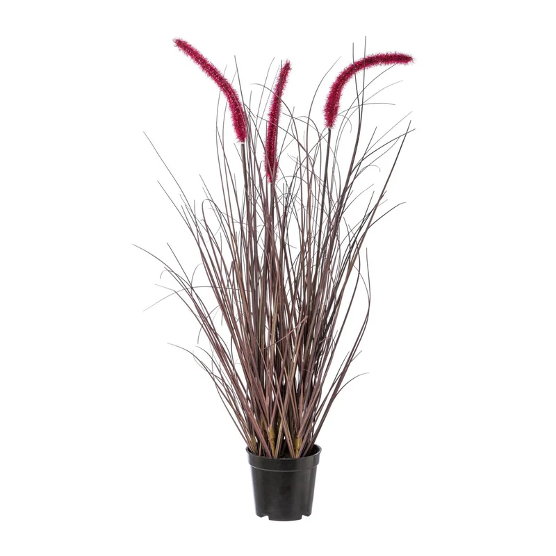 Pennisetum im Topf 73cm