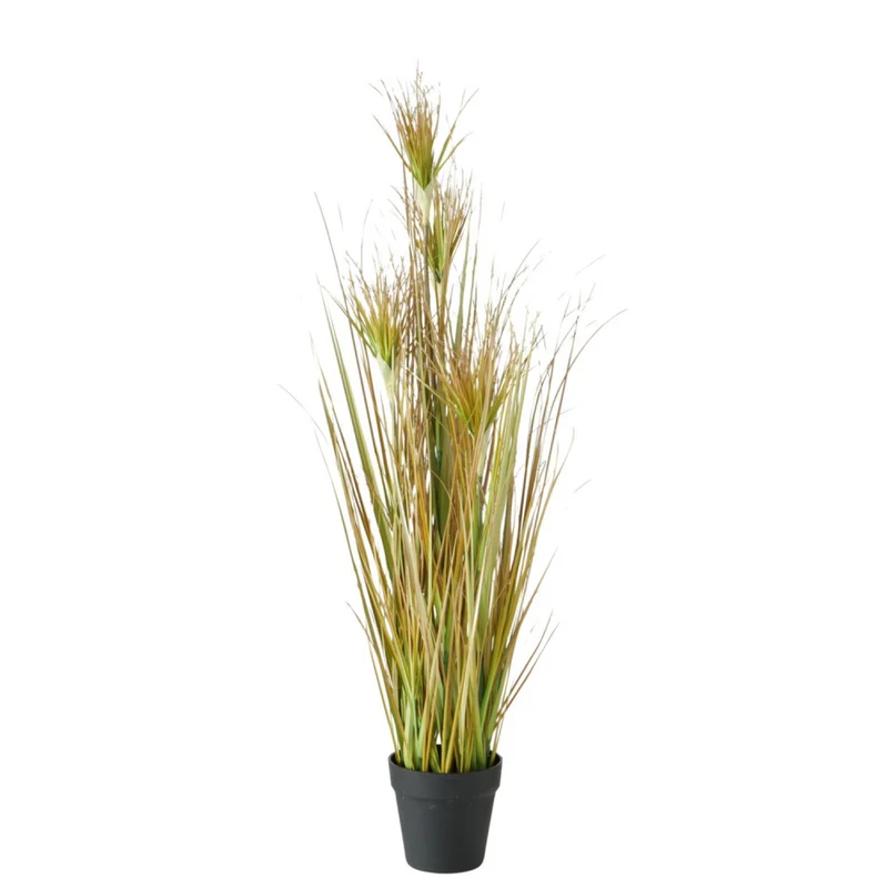 Topfpflanze "Zwiebelgras"