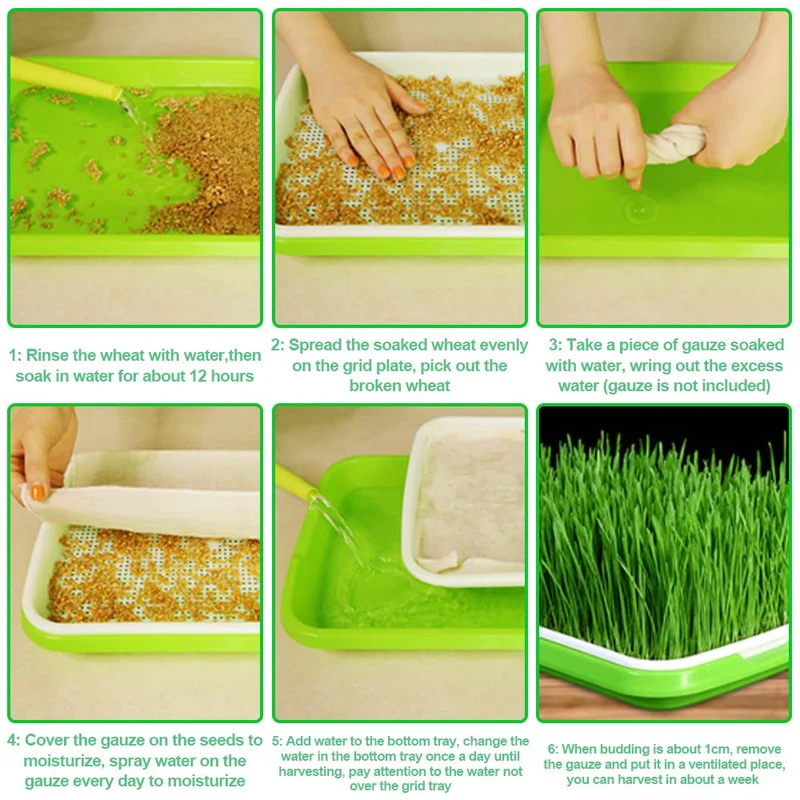 5 Stück Keimung Tablett Kunststoff Samen Keimung Tablett 34 * 25 * 4cm Plastik Seed Sprouter Hoch atmungsaktive Seed Starter Tray Dauerhaft Kresse Keimschale für Verschiedene Samen (Grün)
