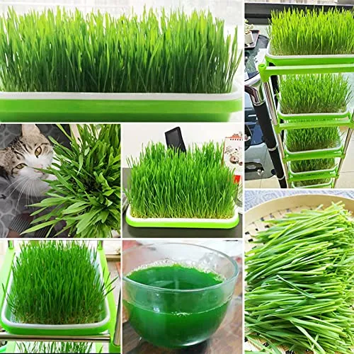 5 Stück Keimung Tablett Kunststoff Samen Keimung Tablett 34 * 25 * 4cm Plastik Seed Sprouter Hoch atmungsaktive Seed Starter Tray Dauerhaft Kresse Keimschale für Verschiedene Samen (Grün)
