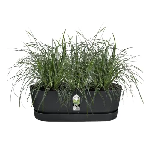 elho Greenville Easy Balcony 52 Blumentopf Balkon - Übertopf für Balkon - 100% recyceltes Plastik - Ø 52.0 x H 19.4 cm - Living Schwarz